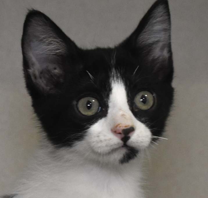 Photo of Bingus (25-1V-1)