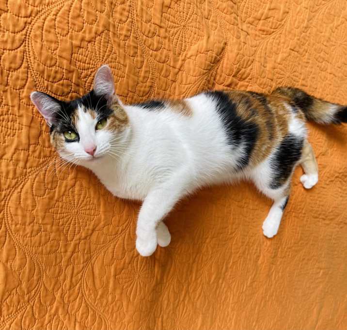 Photo of Bella