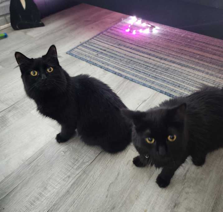 Photo of Midnight and Shadow