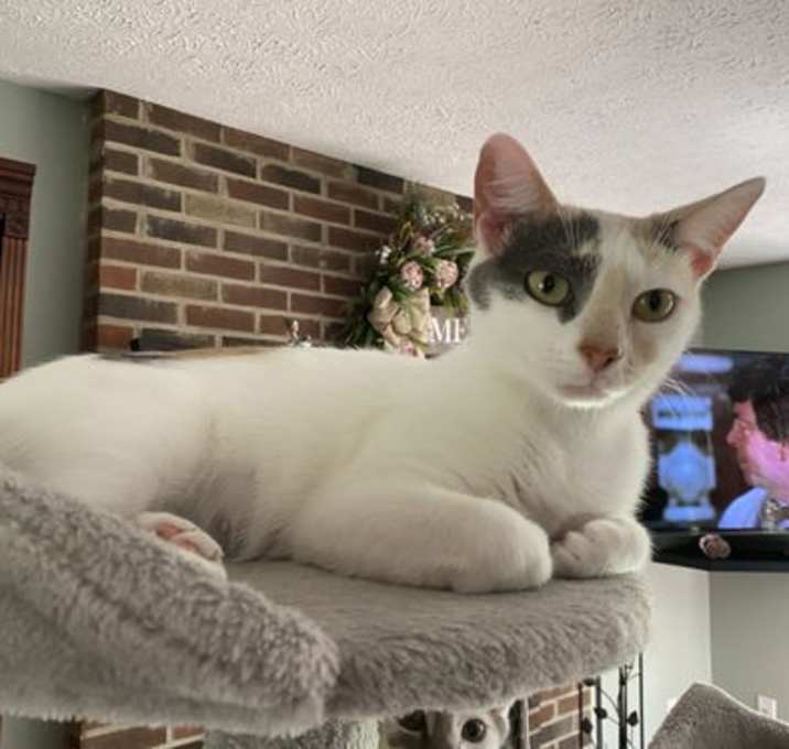 Photo of zz 'Lily' courtesy listing