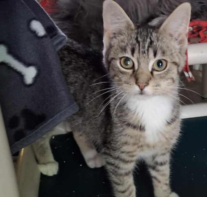 Photo of Paprika