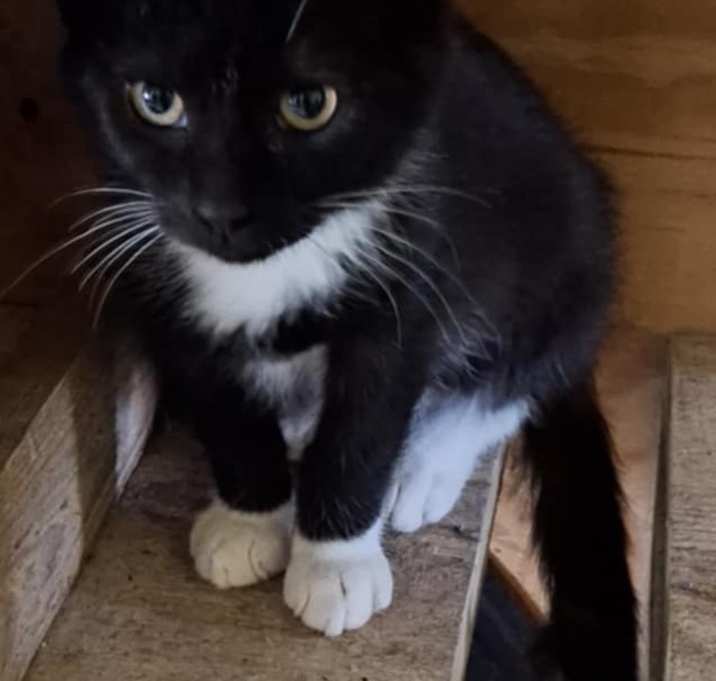 Photo of Chili
