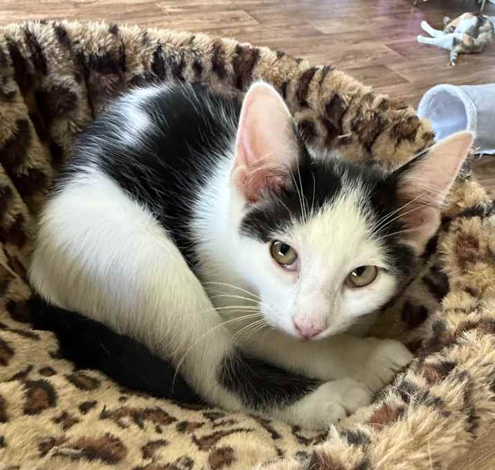 Photo of Cyrus