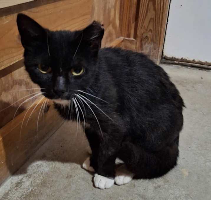 Photo of Pepper