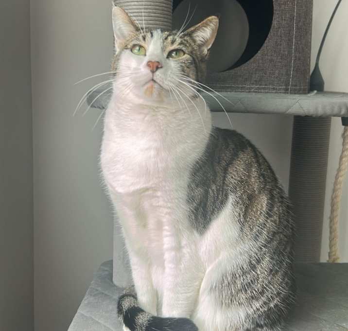 Photo of Kitty