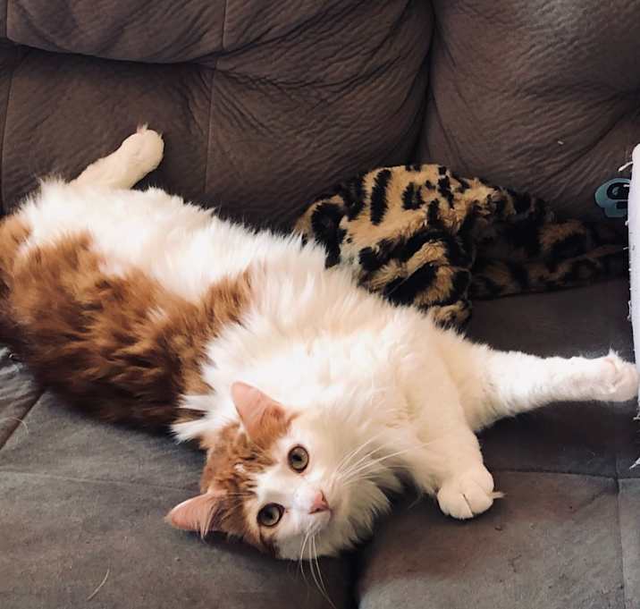 Photo of Mystery (bonded w/ Mayhem & June)