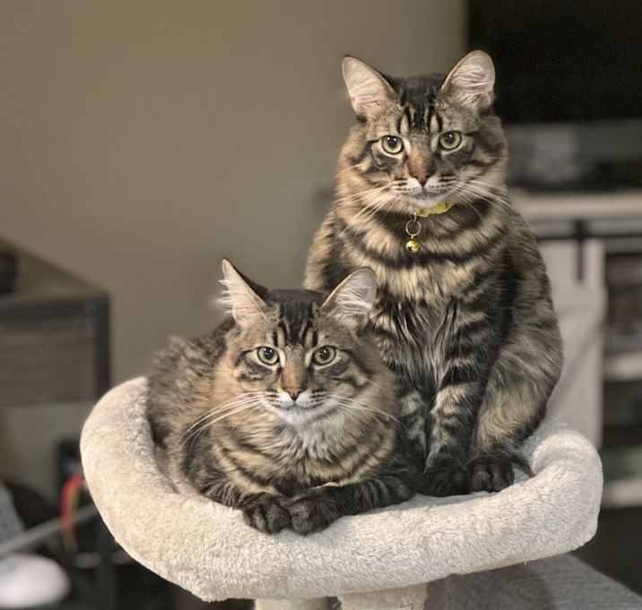 Photo of Nimbus & Niles