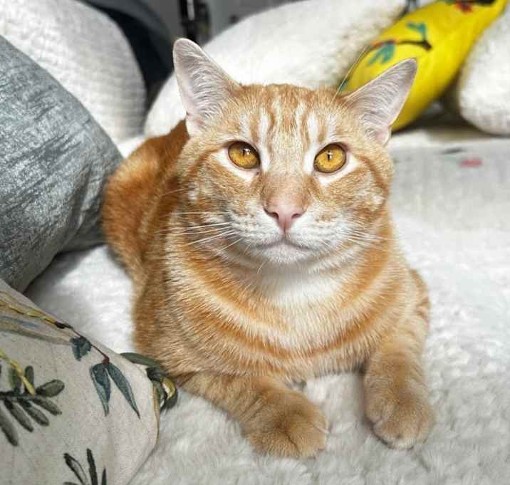Photo of Oliver