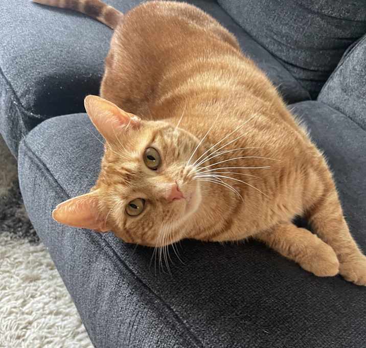 Photo of Honey