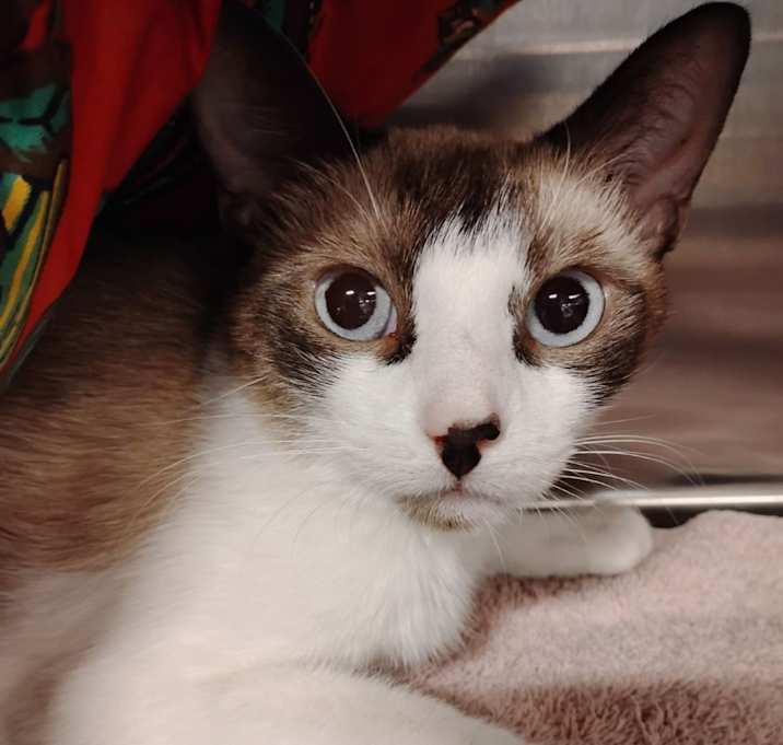 Photo of BISCUIT