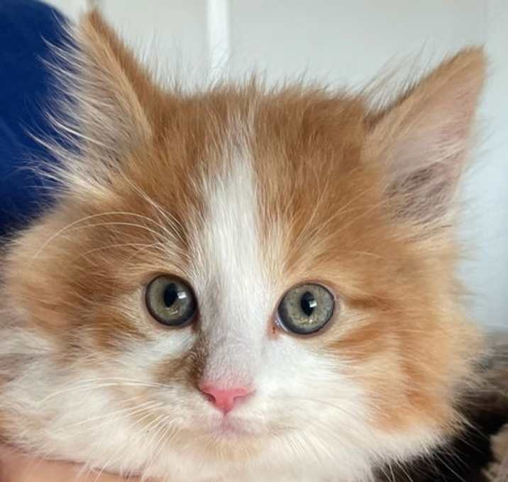 Photo of Finn