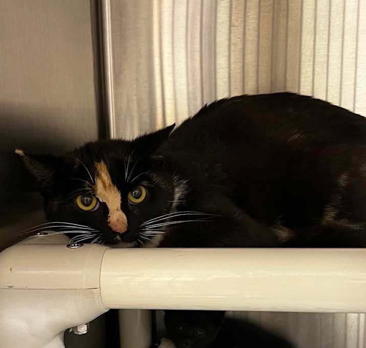 Photo of Abby