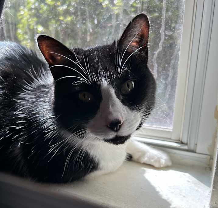 Photo of penelope