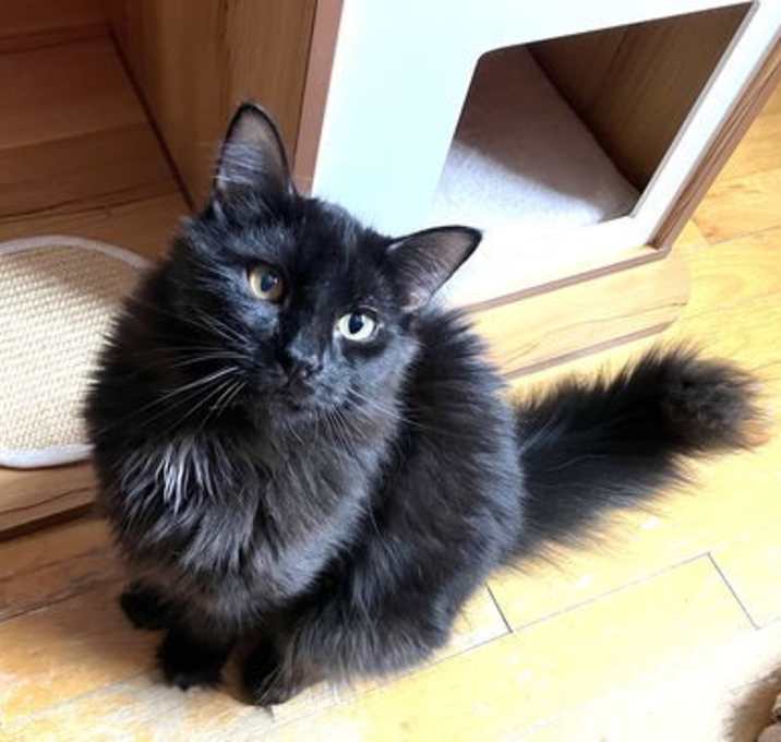 Photo of Milo