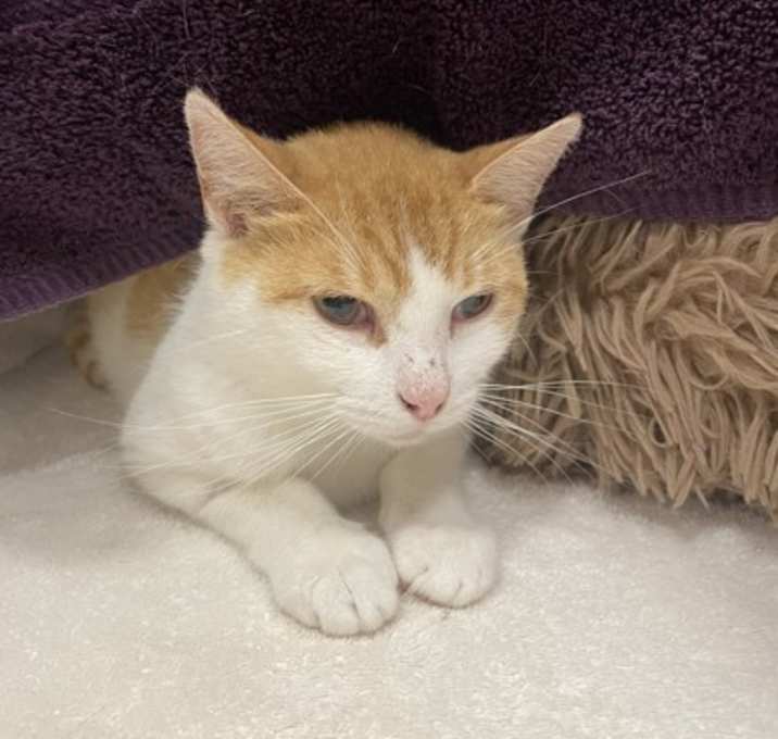 Photo of Creamsicle