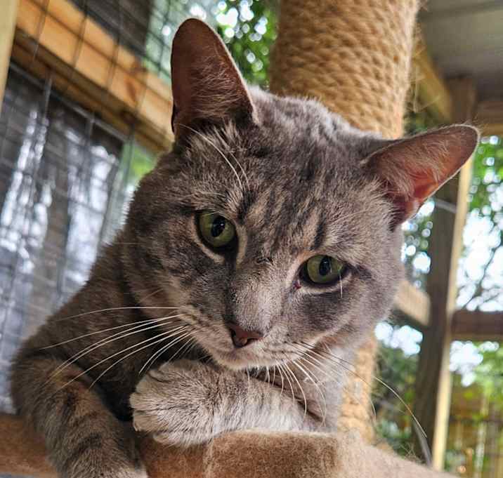 Photo of Silver