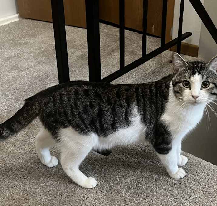Photo of Snowball