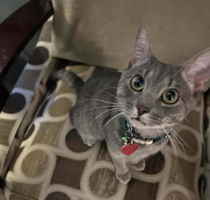 Photo of Julius