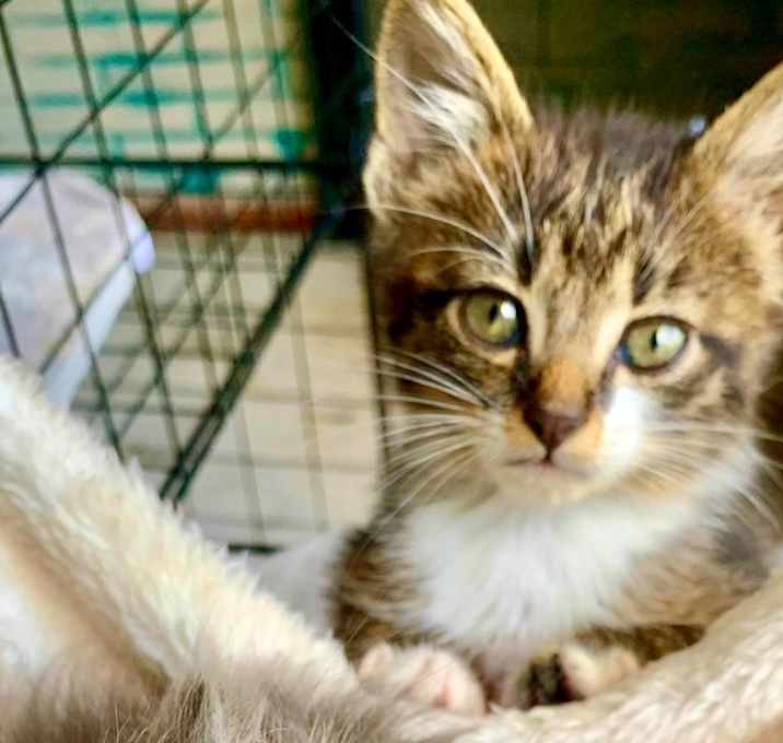 Photo of Tarzan