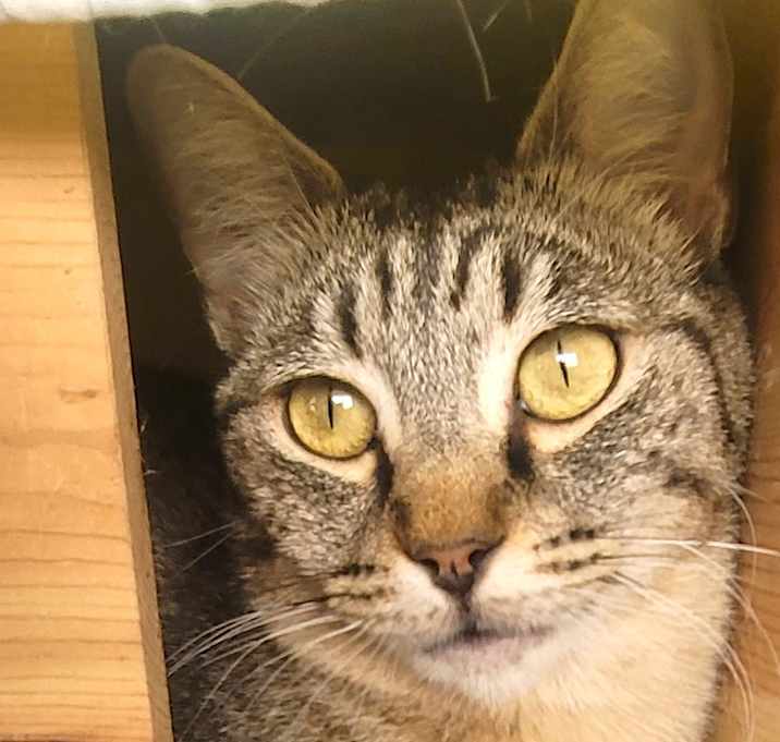 Photo of LADY