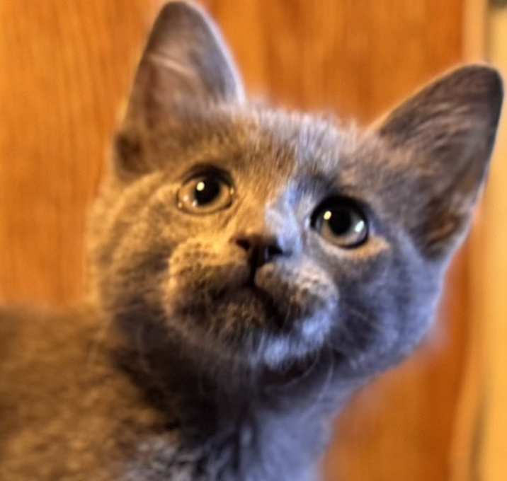 Photo of Toasted