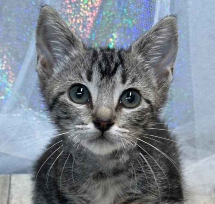 Photo of Dalton