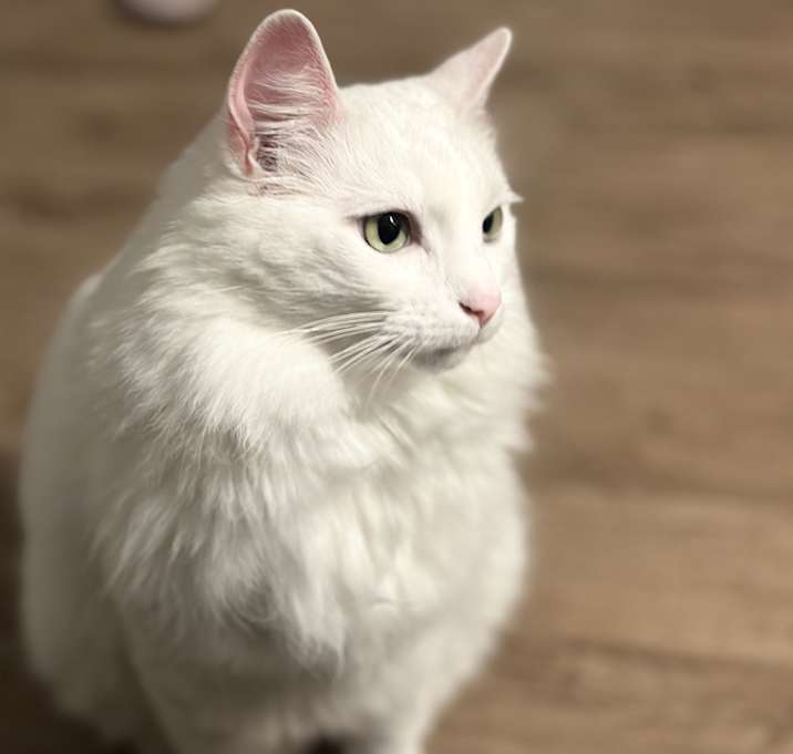 Photo of Obi (Obsidian)