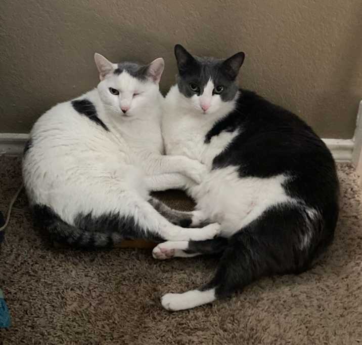 Photo of Jet/Izzy