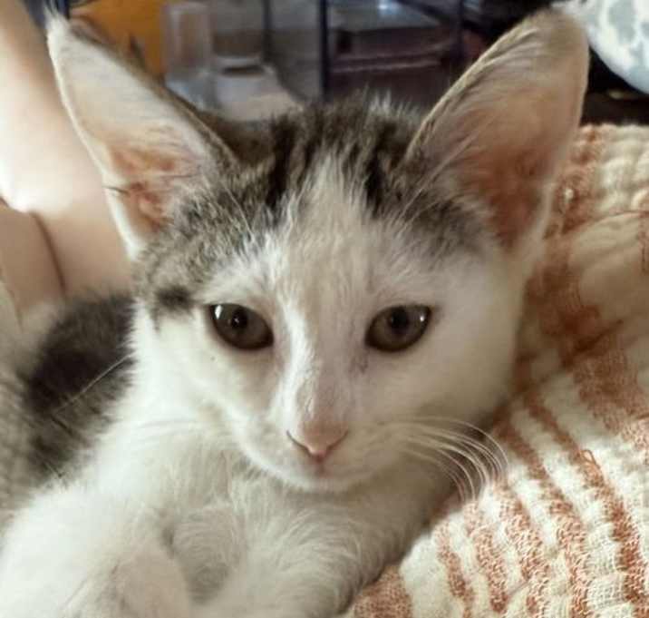 Photo of Jewel