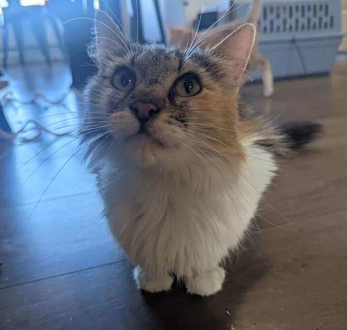 Photo of Posie