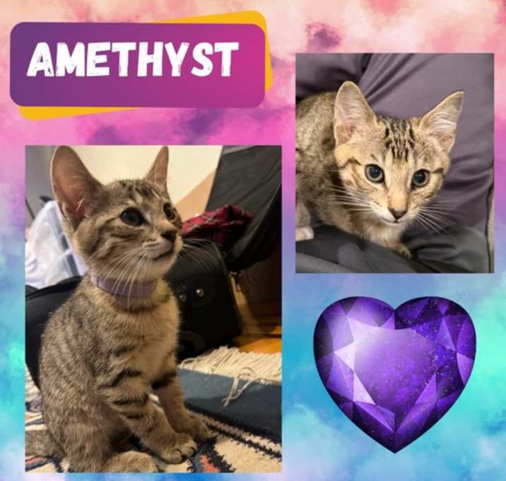 Photo of Amethyst of the “Purring Gemstones” litter