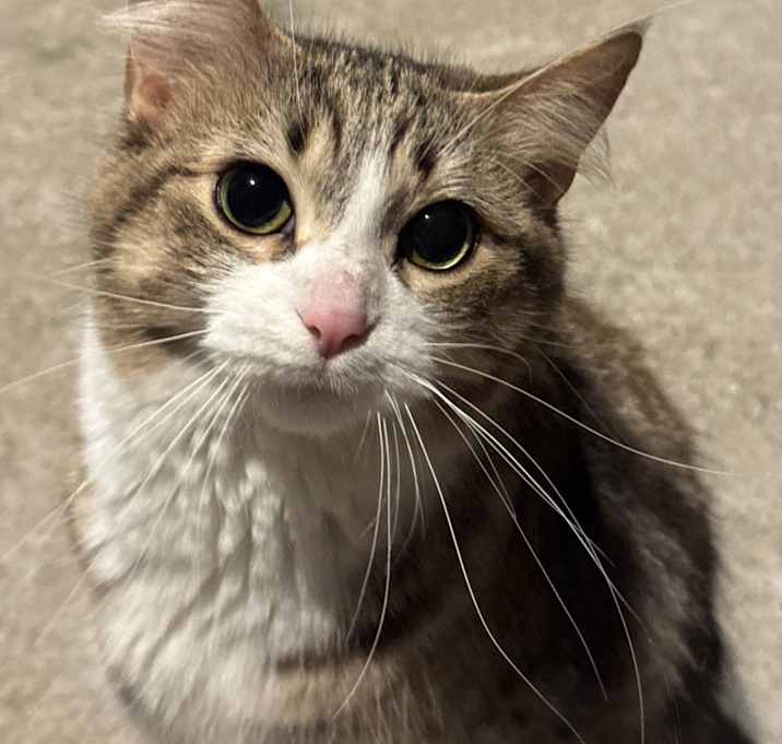 Photo of Nova