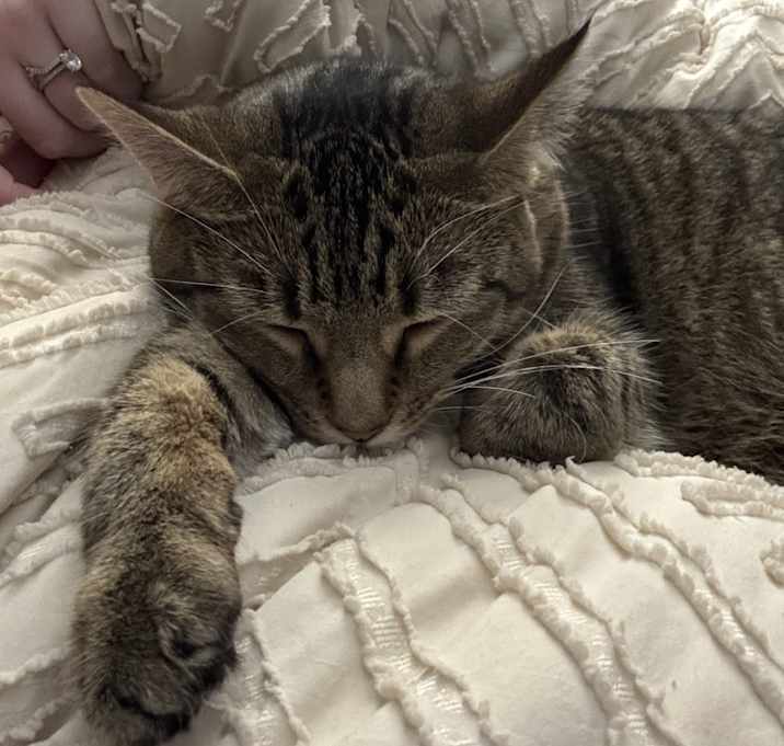 Photo of Lily