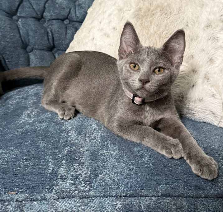 Photo of Luna