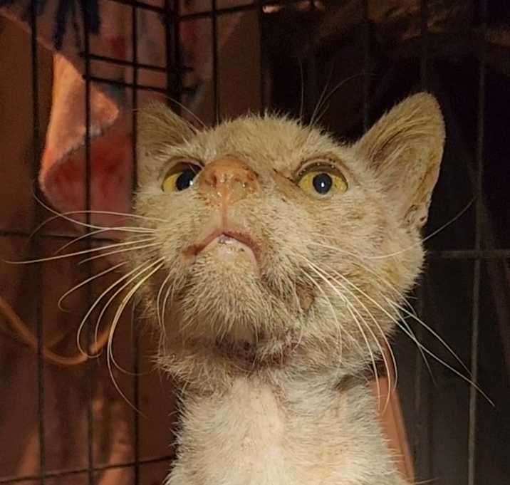 Photo of Monty FKA Pumpkin