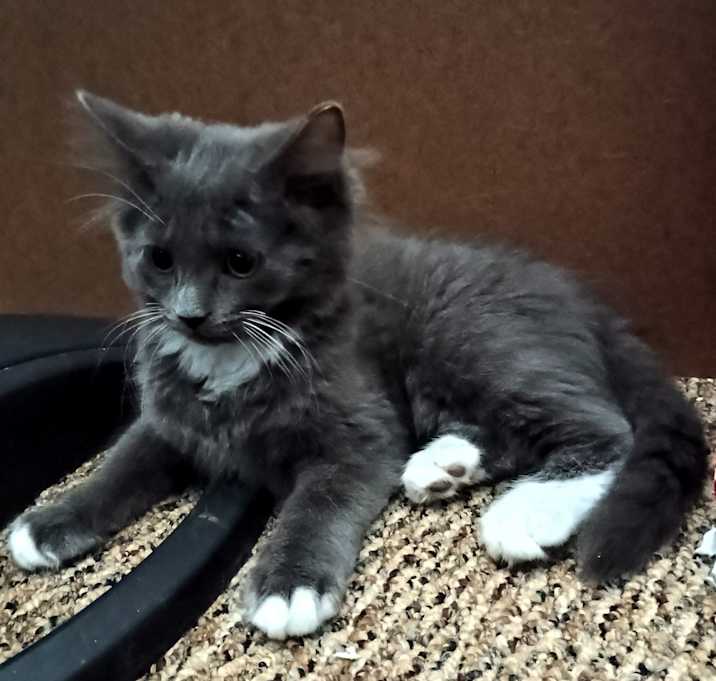 Photo of Boots