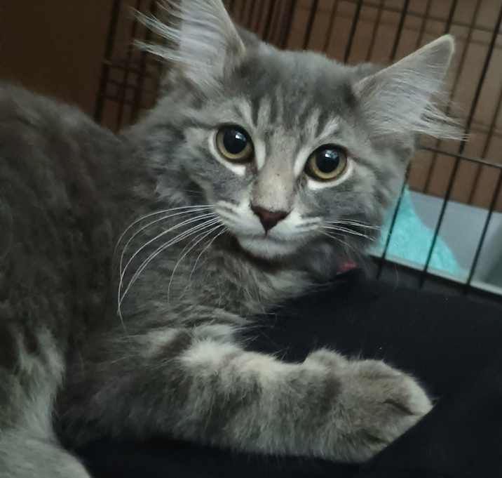 Photo of Misty