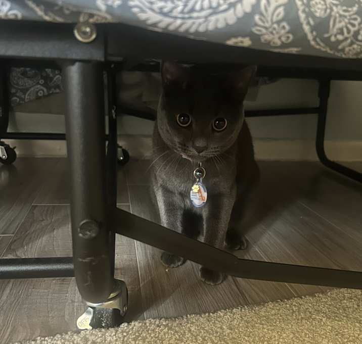Photo of Stormy