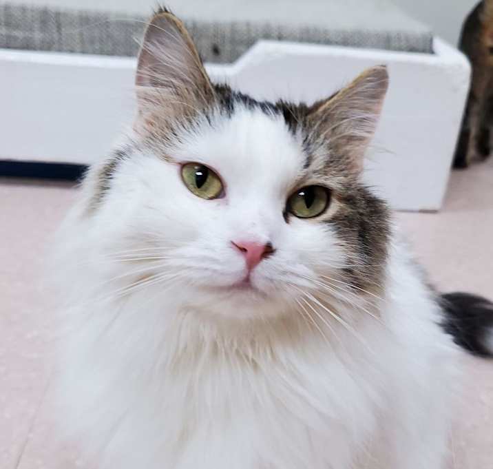 Photo of Denali