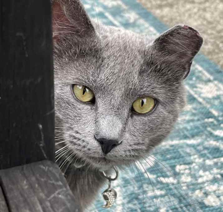 Photo of Mochi: Not at shelter (Erica)