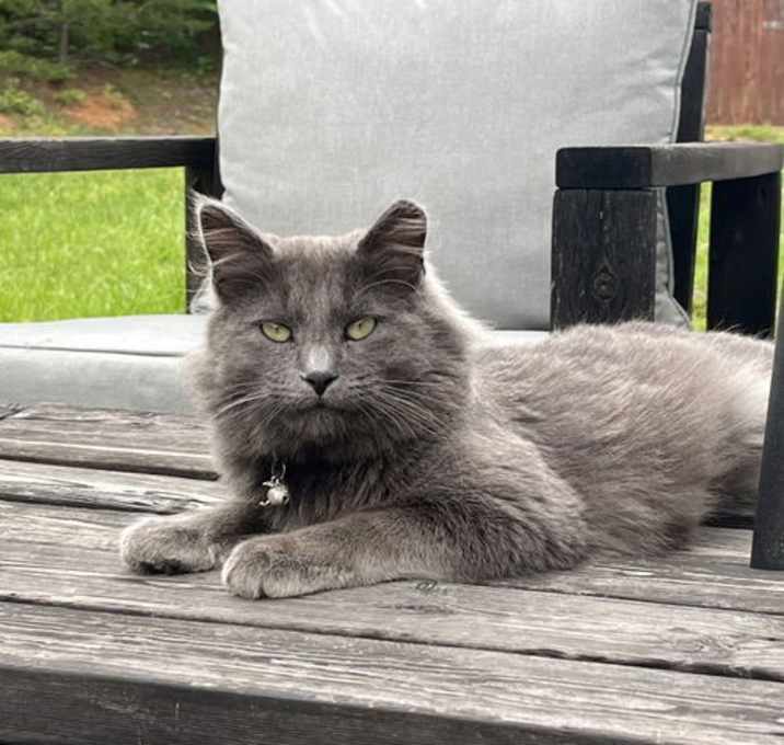 Photo of Matcha: Not at shelter