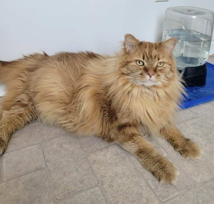 Photo of Rusty