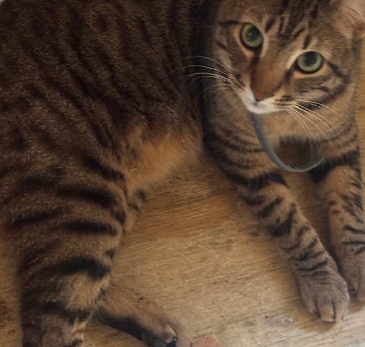Photo of Taz Wyld