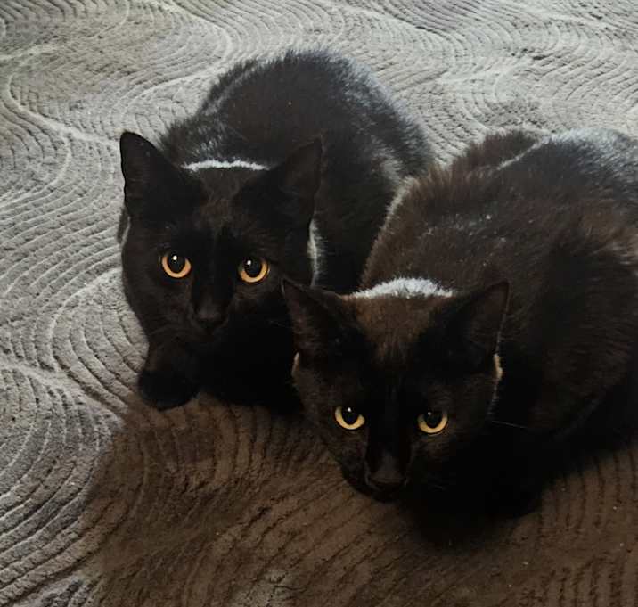 Photo of Binx&Salem