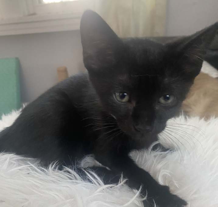 Photo of Blue