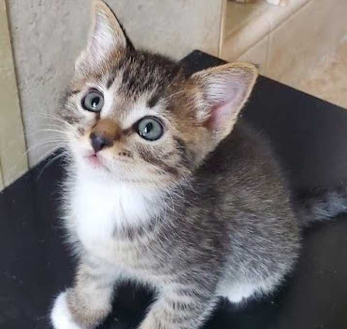 Photo of Pepper - Purrfect Kitten