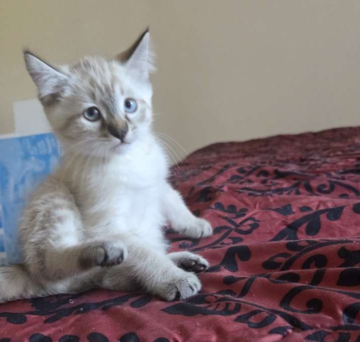 Photo of Sweetie