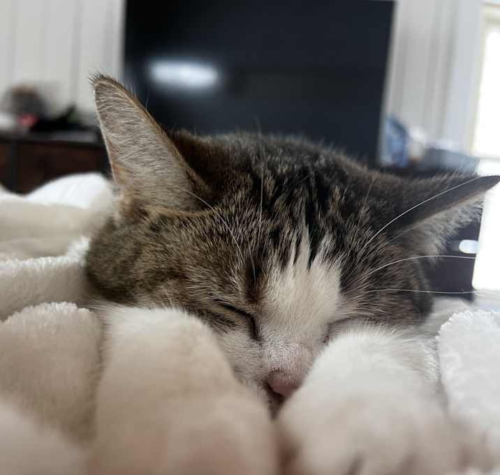 Photo of Nala