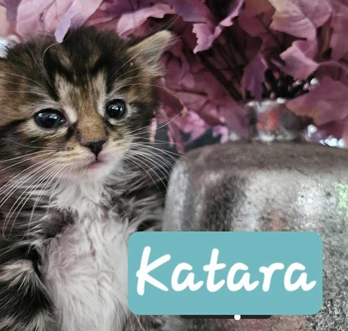 Photo of Katara