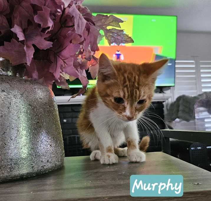 Photo of Murphy